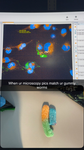 gummy worm